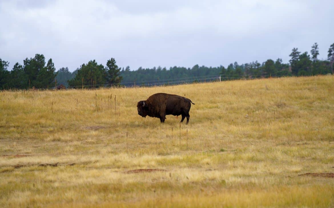 Bison in a field with forest in background