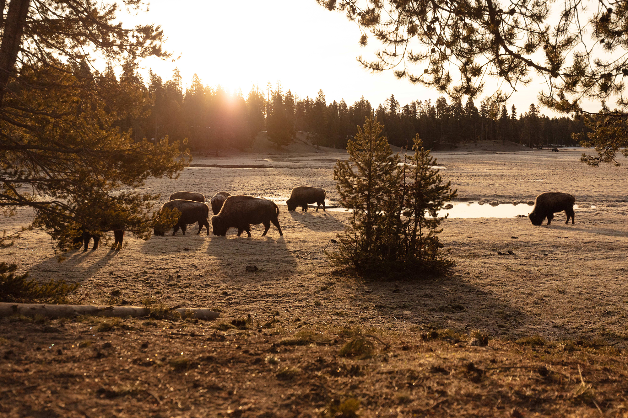 A herd of buffalo gaze on a meadow at sunset.