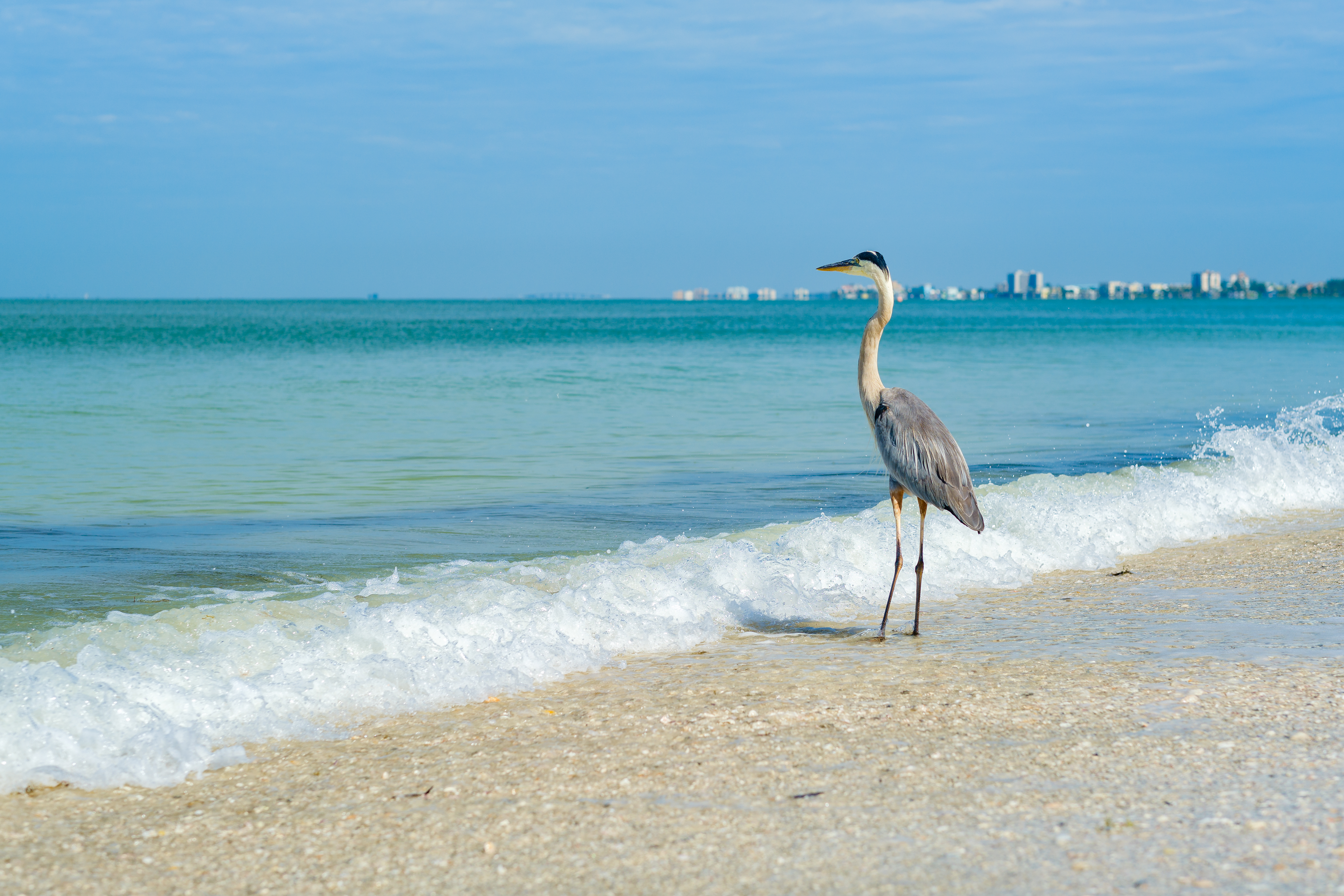 A blue heron walks along a sandy beach near emerald waters.