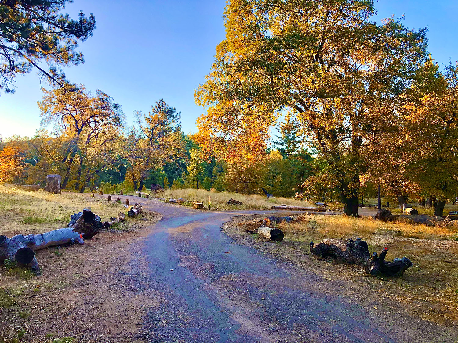 Campground in autumn with golden leaves.