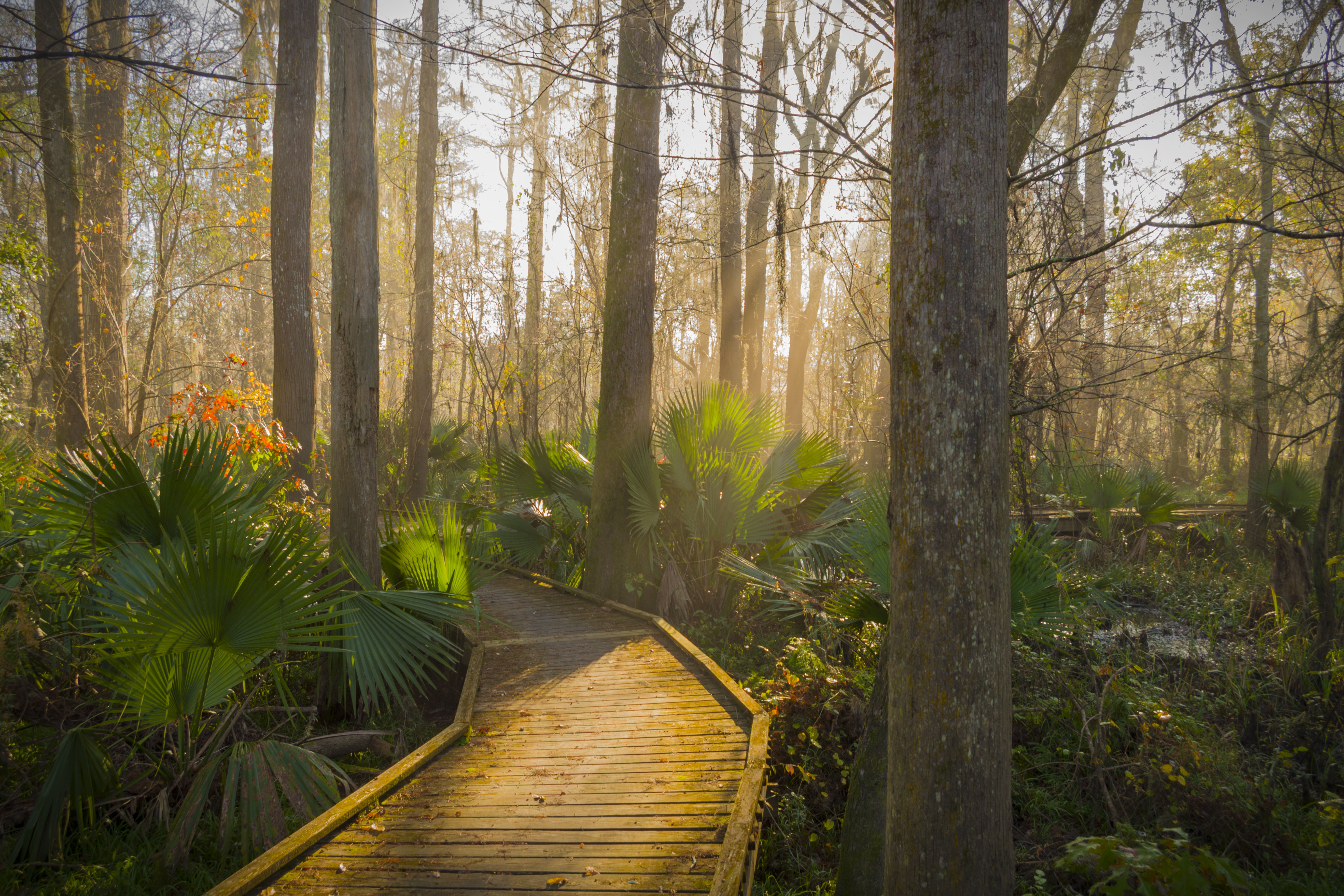 Sun shines through cypress trees on a Louisiana boardwalk.