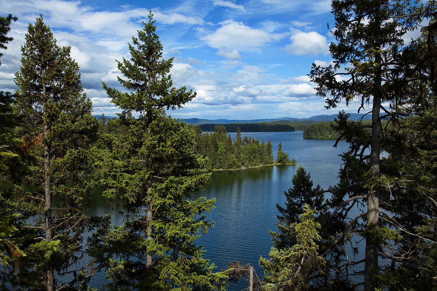 View of a blue lake with tall fir trees growing on the banks. 