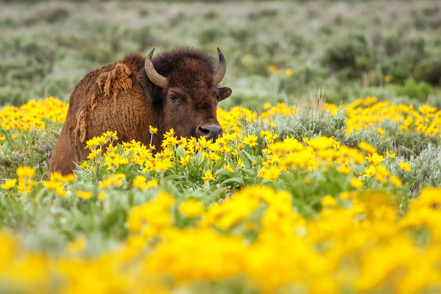 Buffalo in a field of flowers